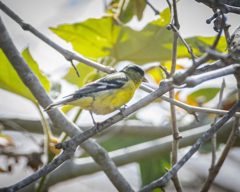 Lesser Goldfinch - James Kendall