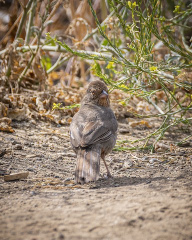 California Towhee - James Kendall