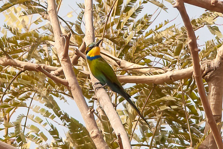 Swallow-tailed Bee-eater - Chris Jones