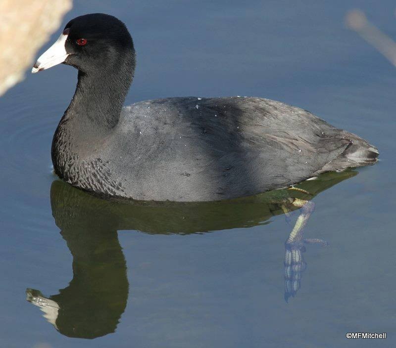 American Coot - Marnie Mitchell