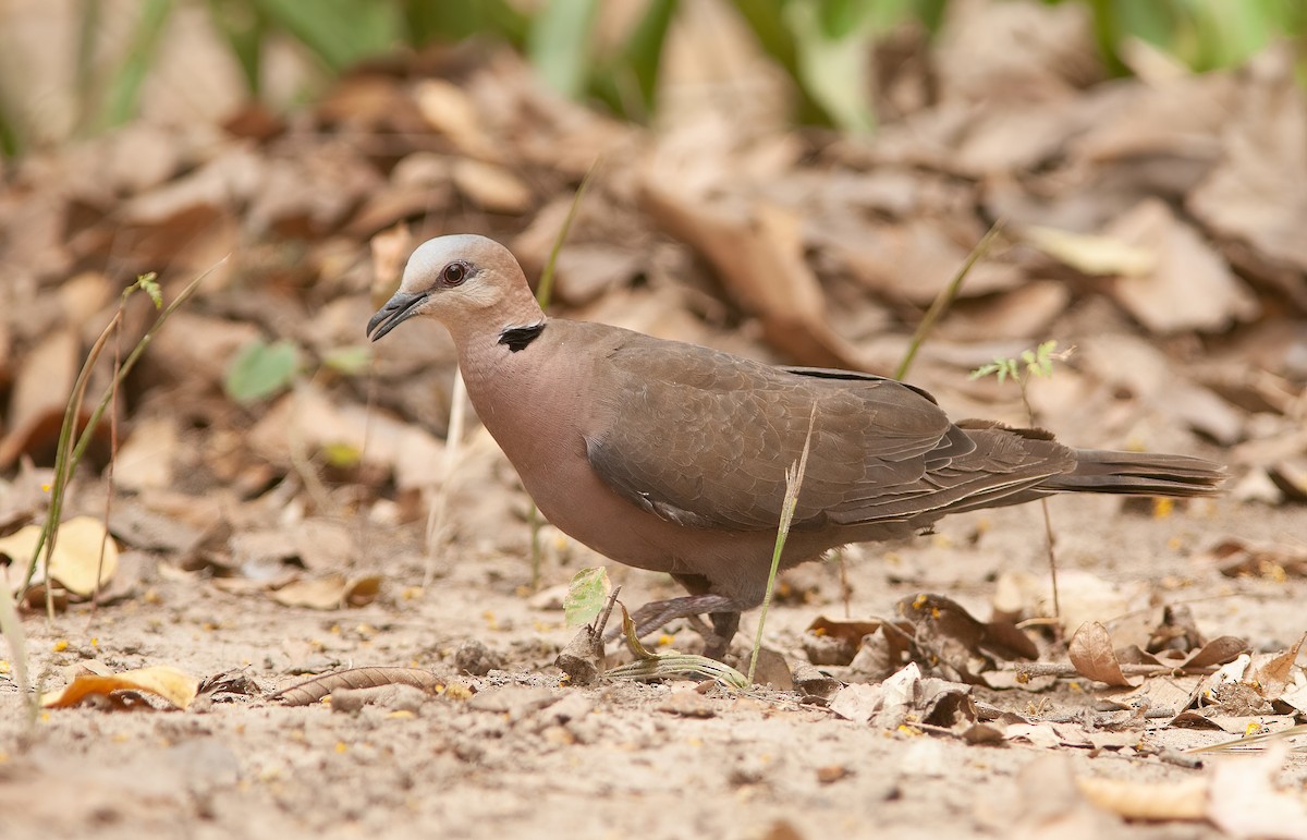 Red-eyed Dove - ML453687351