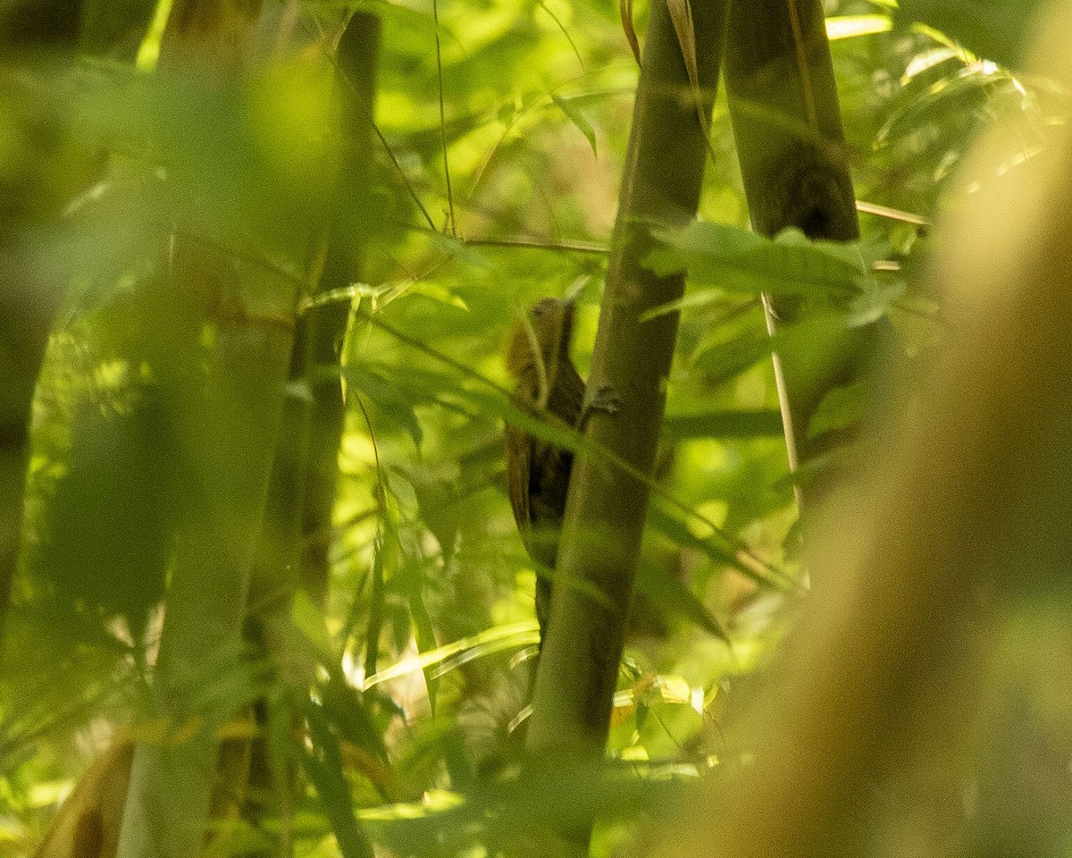 Bamboo Woodpecker - ML453694541