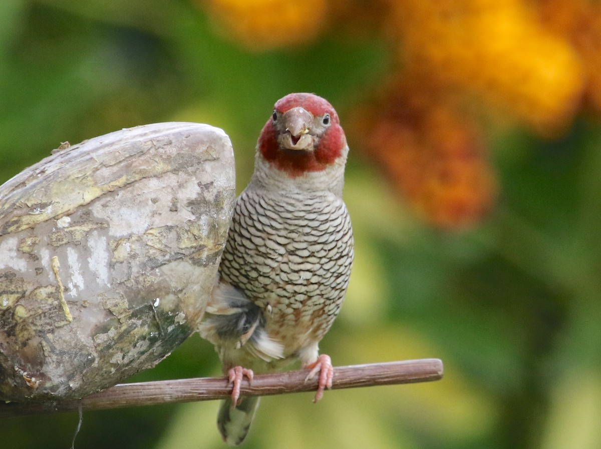 Red-headed Finch - Gil Ewing