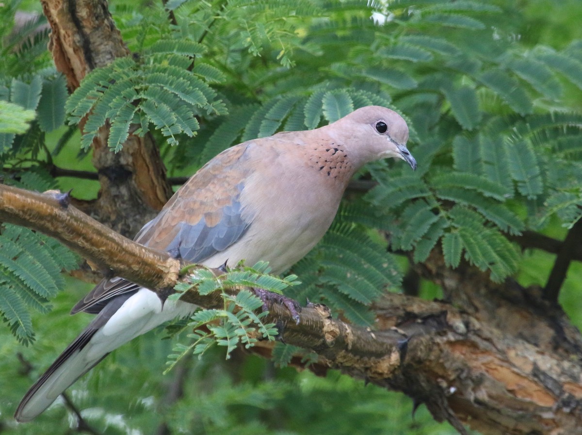 Laughing Dove - ML45369731