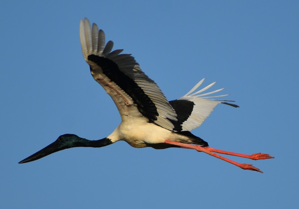 Black-necked Stork - ML453700651
