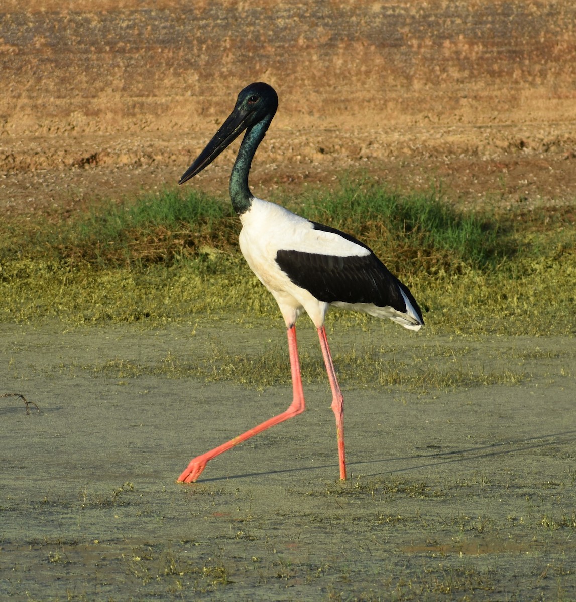 Black-necked Stork - ML453700751