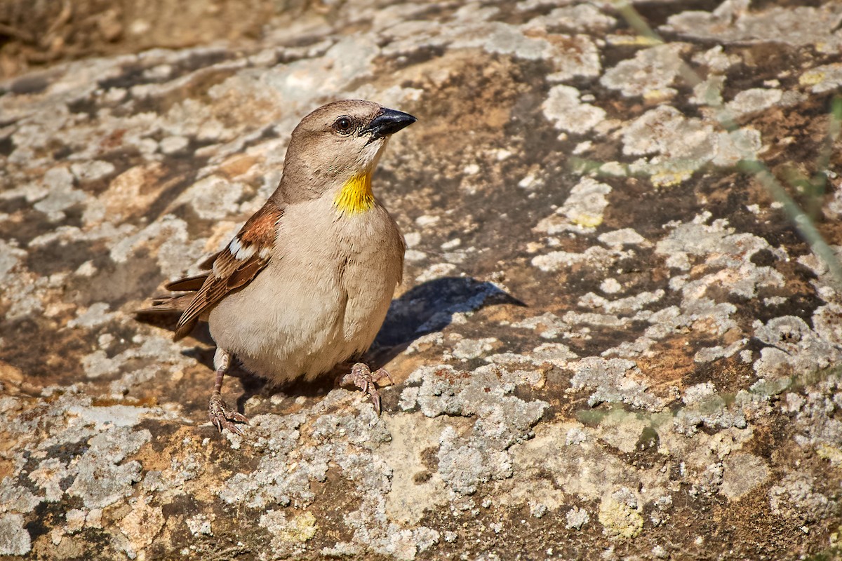 Yellow-throated Sparrow - Tomáš Grim