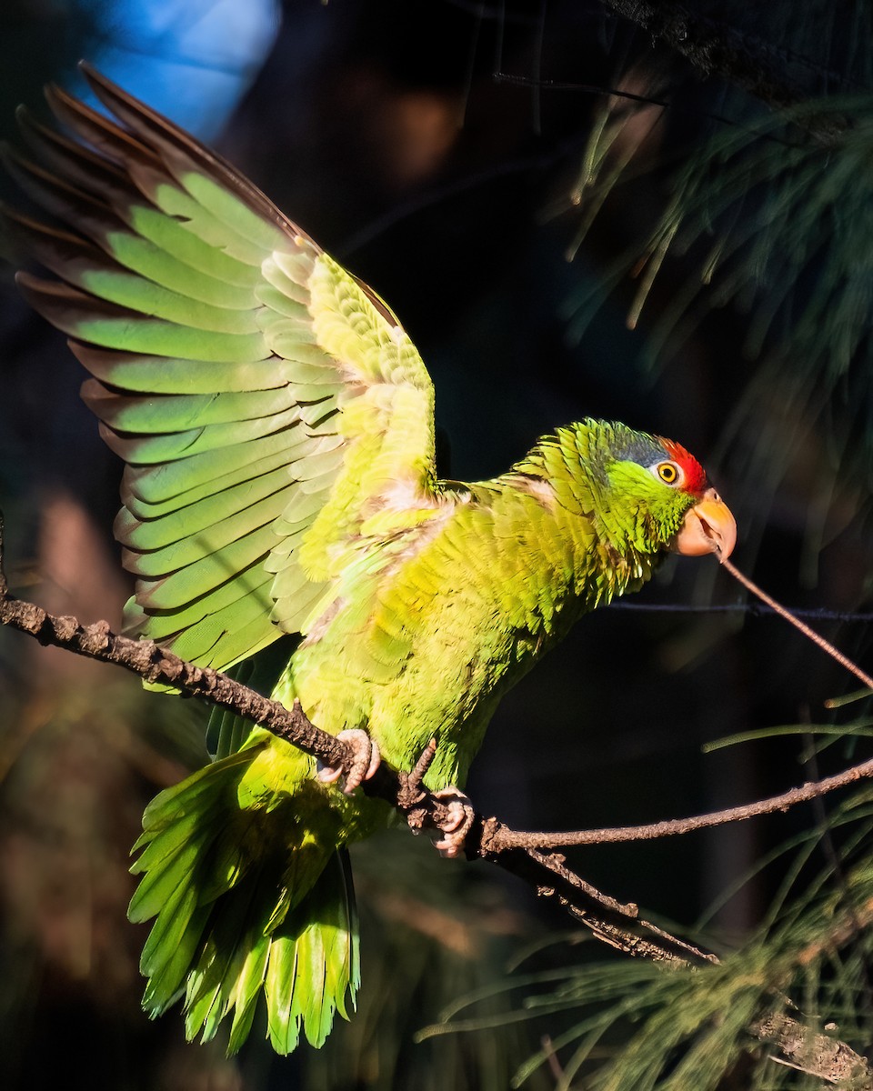 Red-crowned Parrot - ML453709731