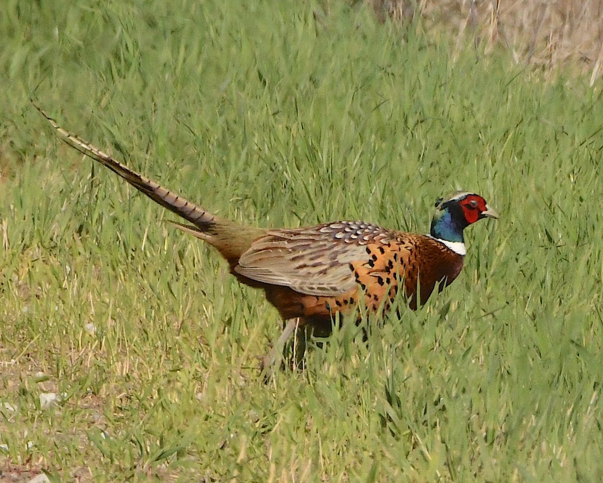 Ring-necked Pheasant - ML453727401