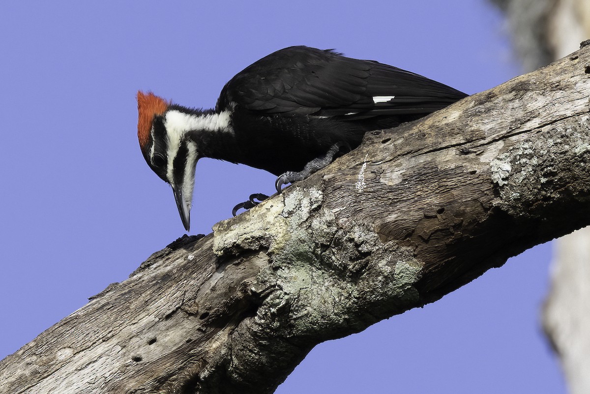 Pileated Woodpecker - ML453729901