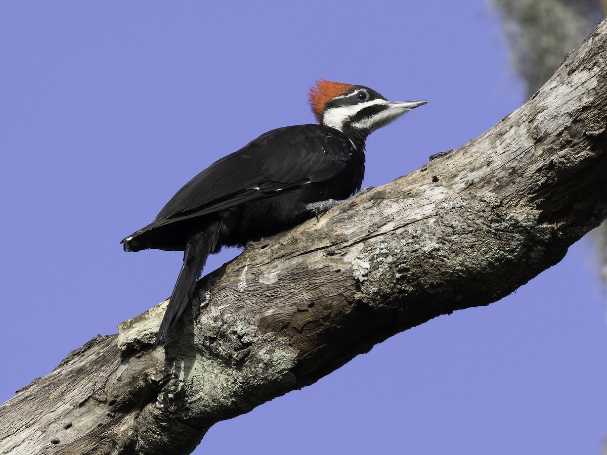 Pileated Woodpecker - ML453730091