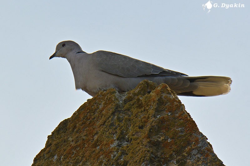Eurasian Collared-Dove - ML453732211