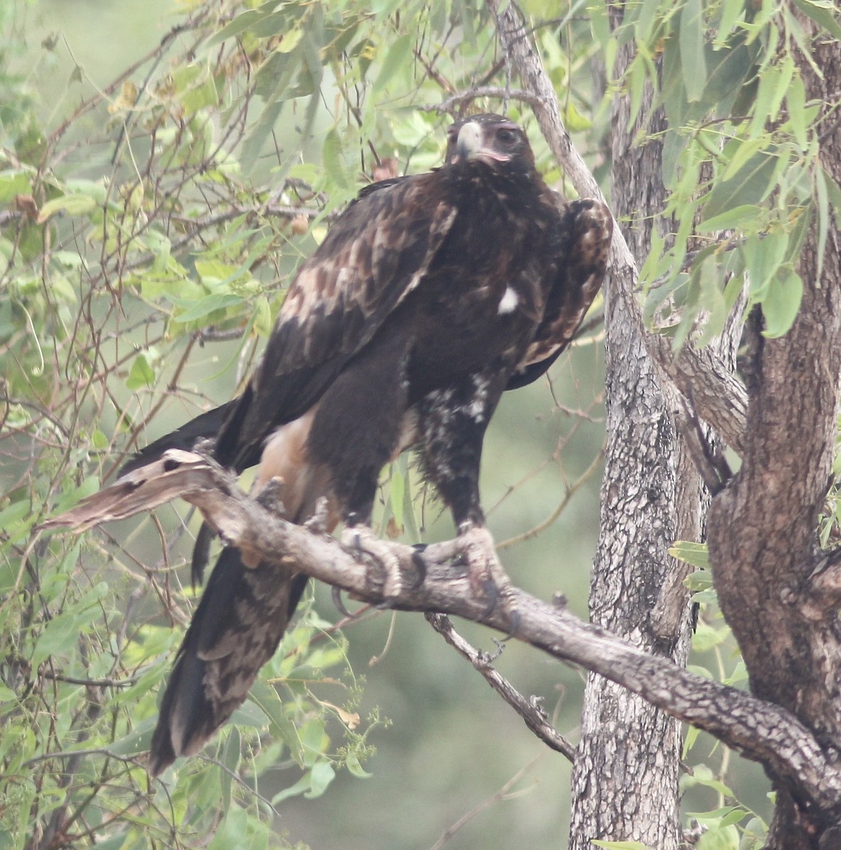 Wedge-tailed Eagle - Dave Czaplak