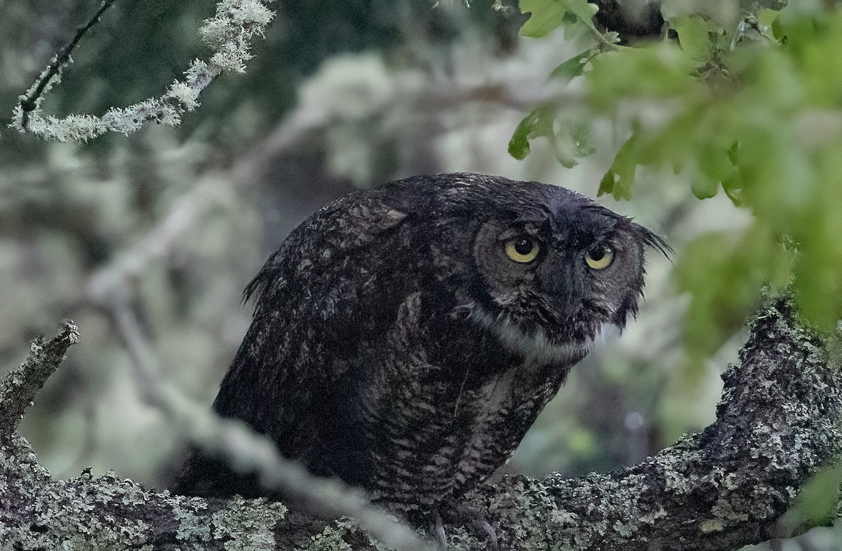 Great Horned Owl - ML453739051