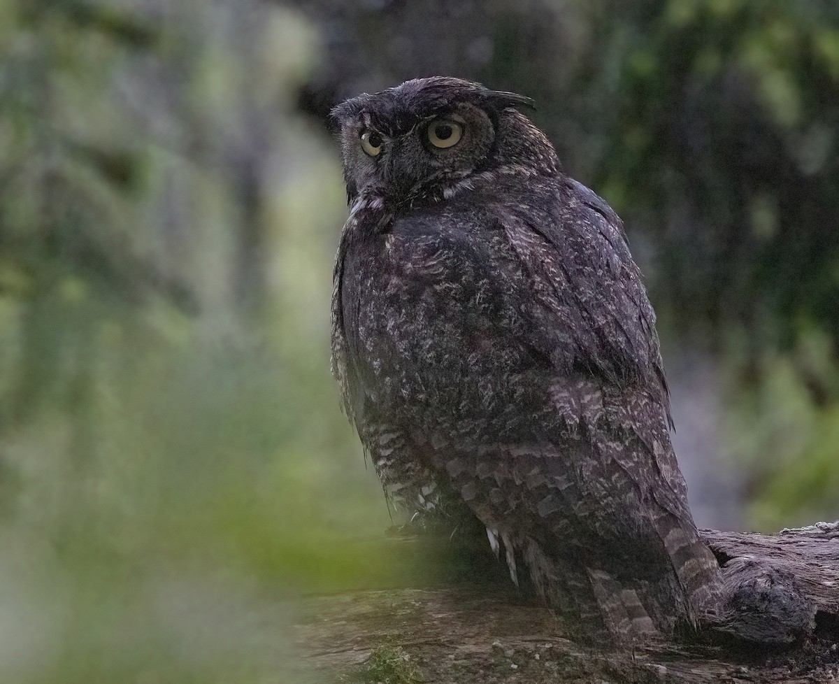 Great Horned Owl - ML453739071