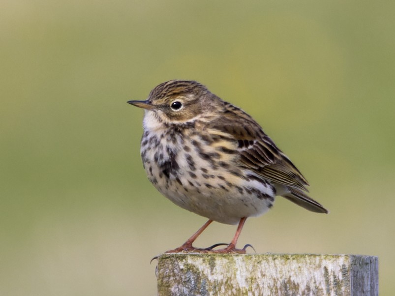 Meadow Pipit - ML453739531