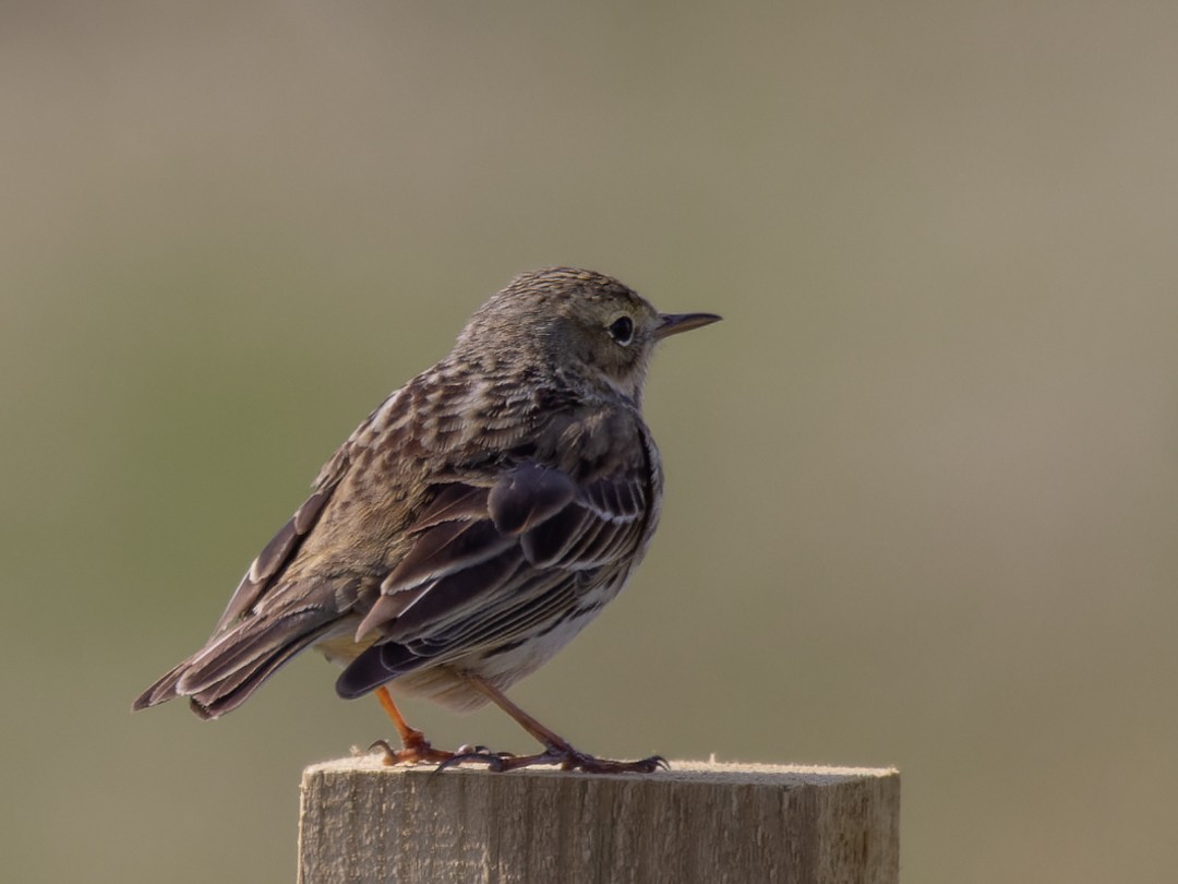 Meadow Pipit - ML453739541