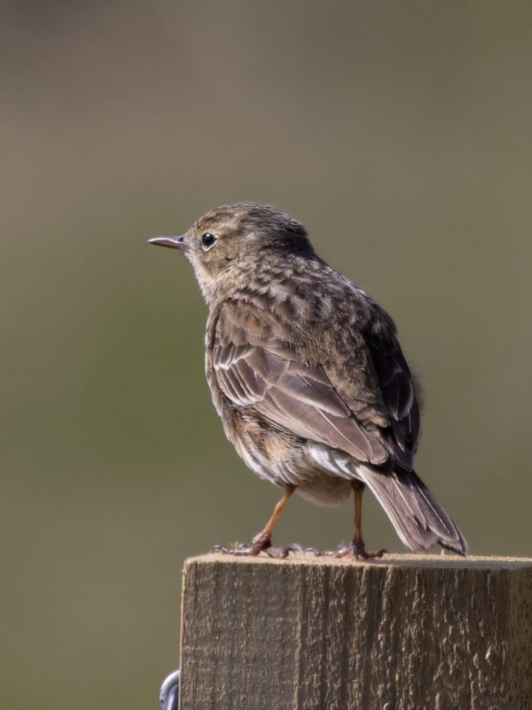 Meadow Pipit - ML453739551