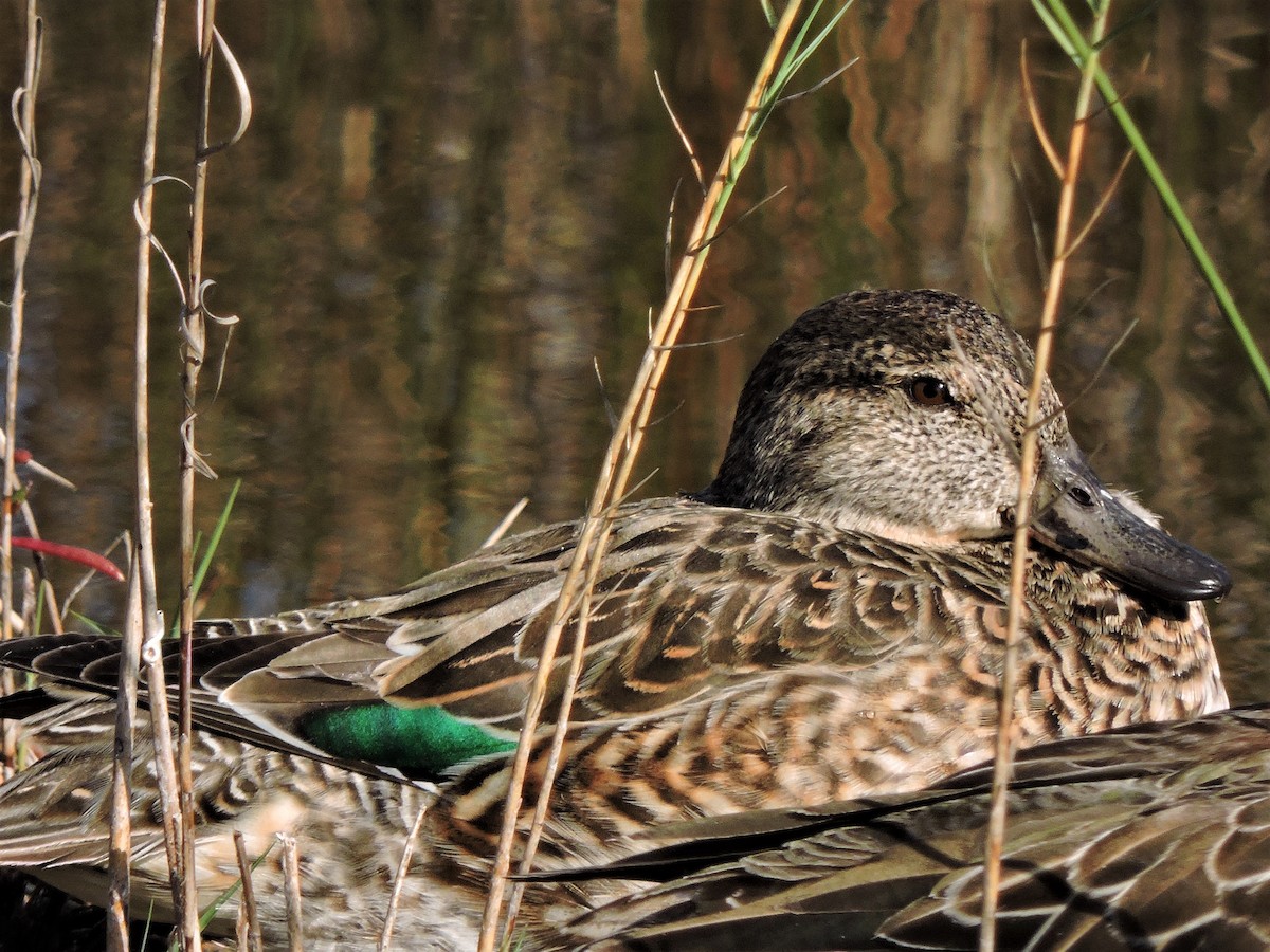 Green-winged Teal - ML45374121
