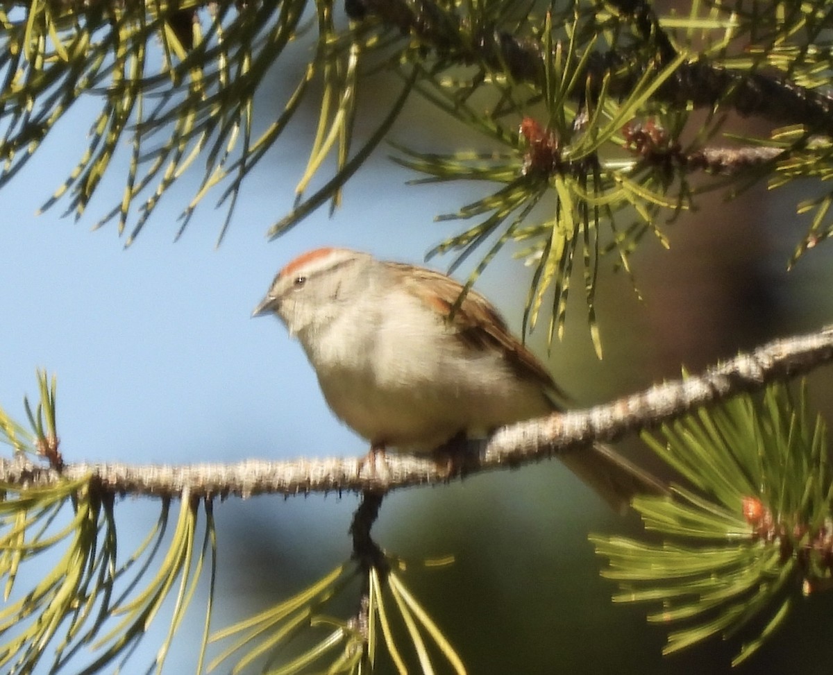 Chipping Sparrow - ML453741601