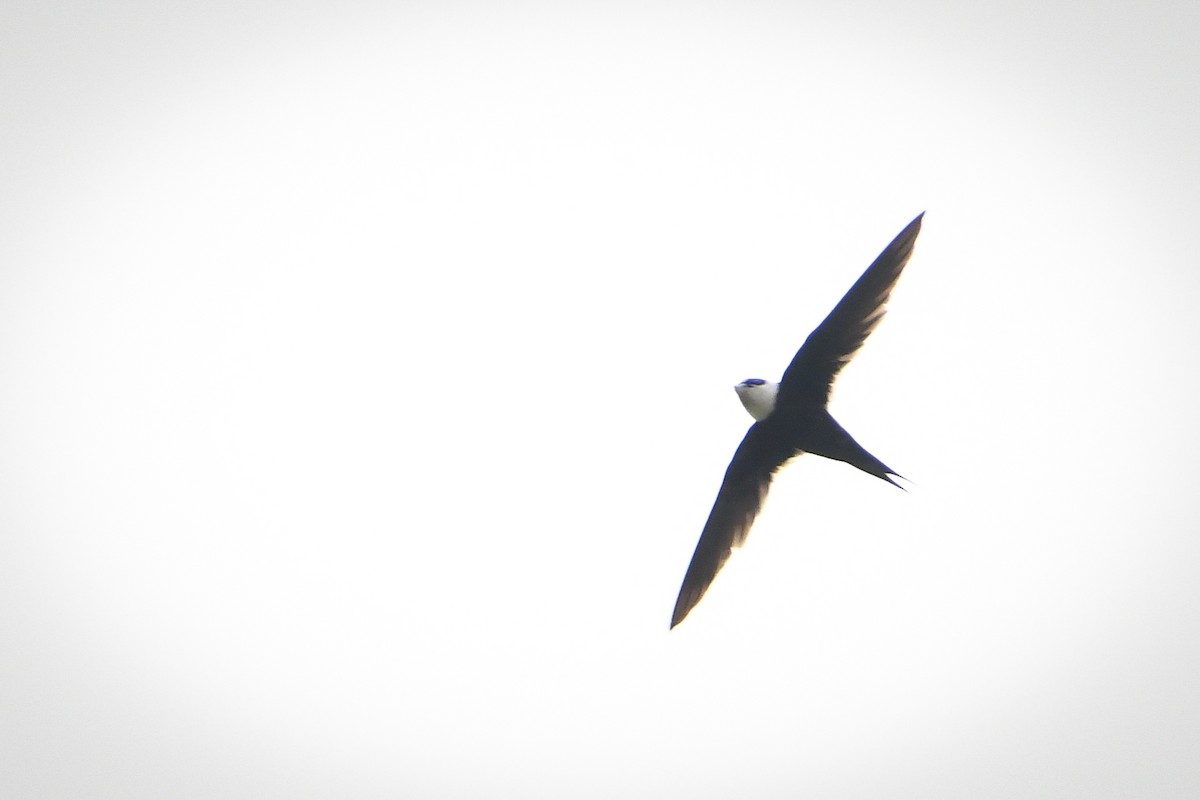 Great Swallow-tailed Swift - ML453744051