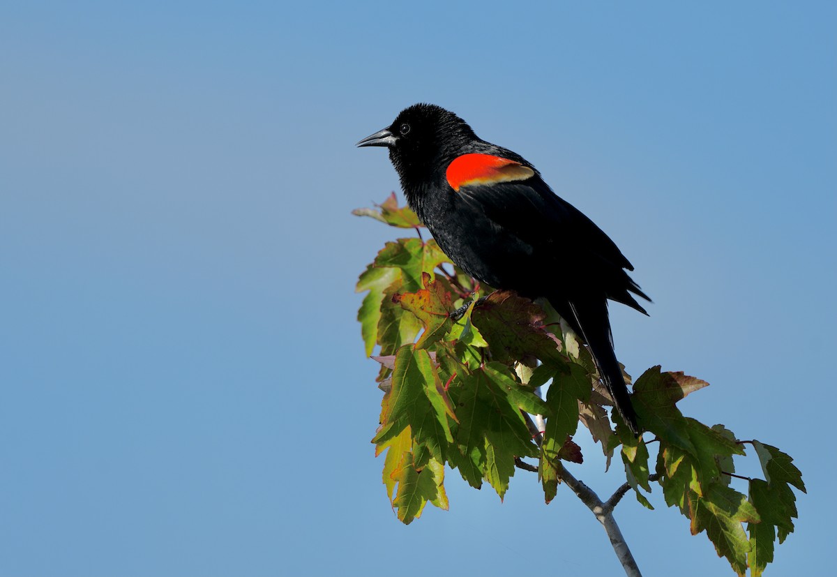 Red-winged Blackbird - Gloria Markiewicz