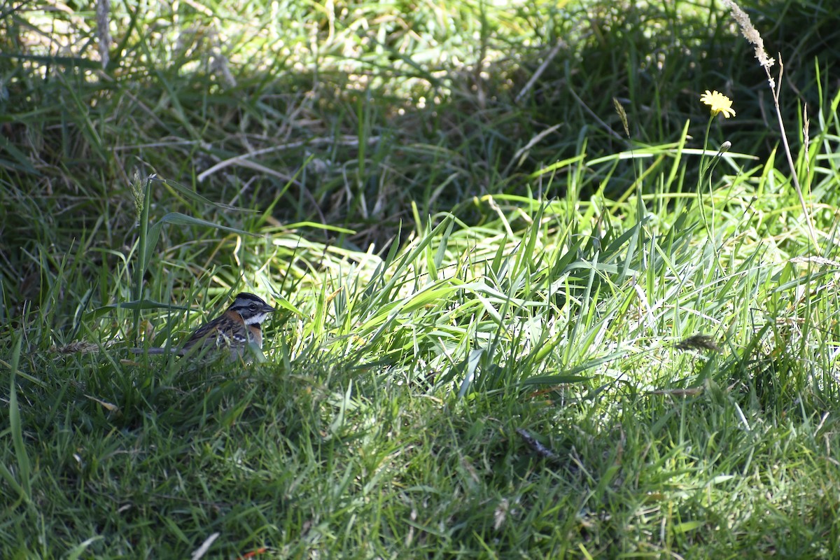Rufous-collared Sparrow - ML453745341