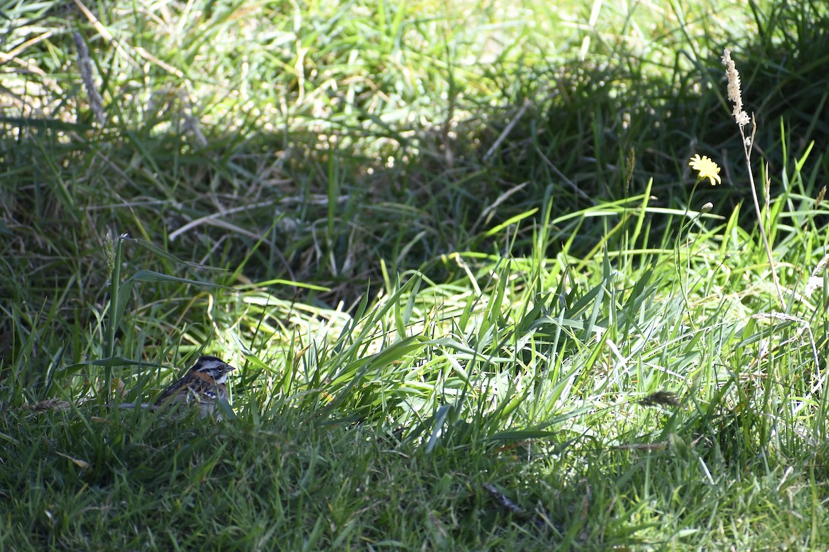 Rufous-collared Sparrow - ML453745351