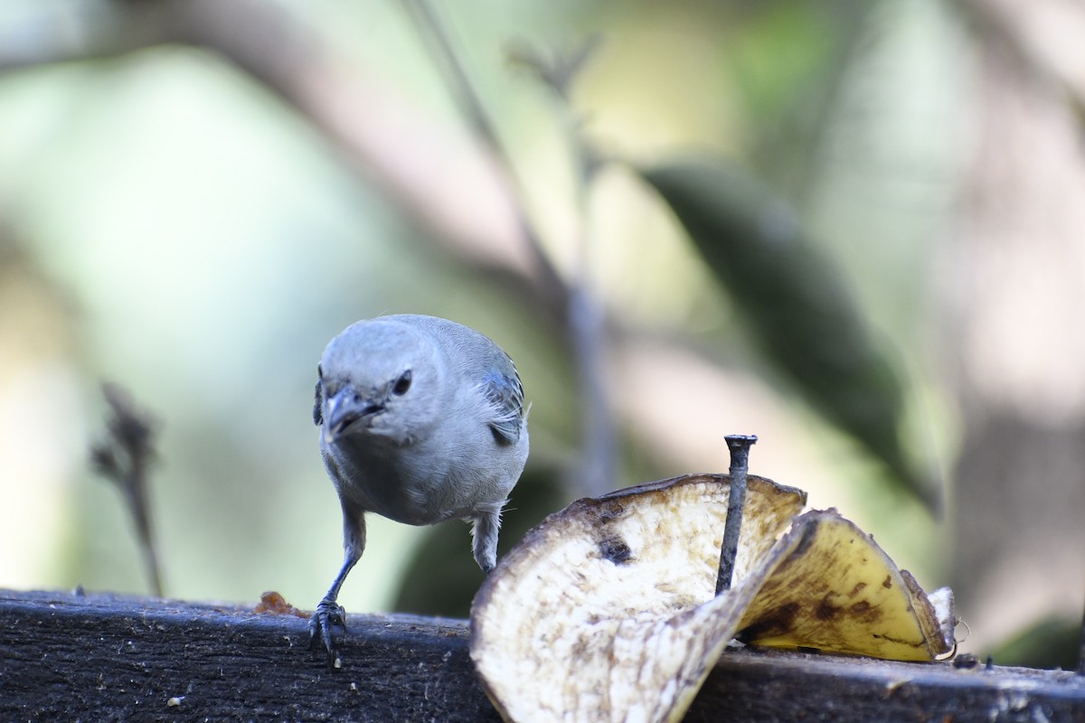 Blue-gray Tanager - ML453746121