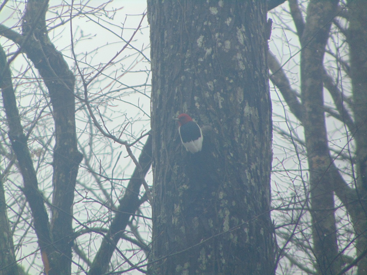 Red-headed Woodpecker - ML45374911