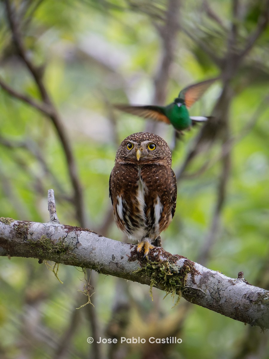 Costa Rican Pygmy-Owl - Jose Pablo Castillo