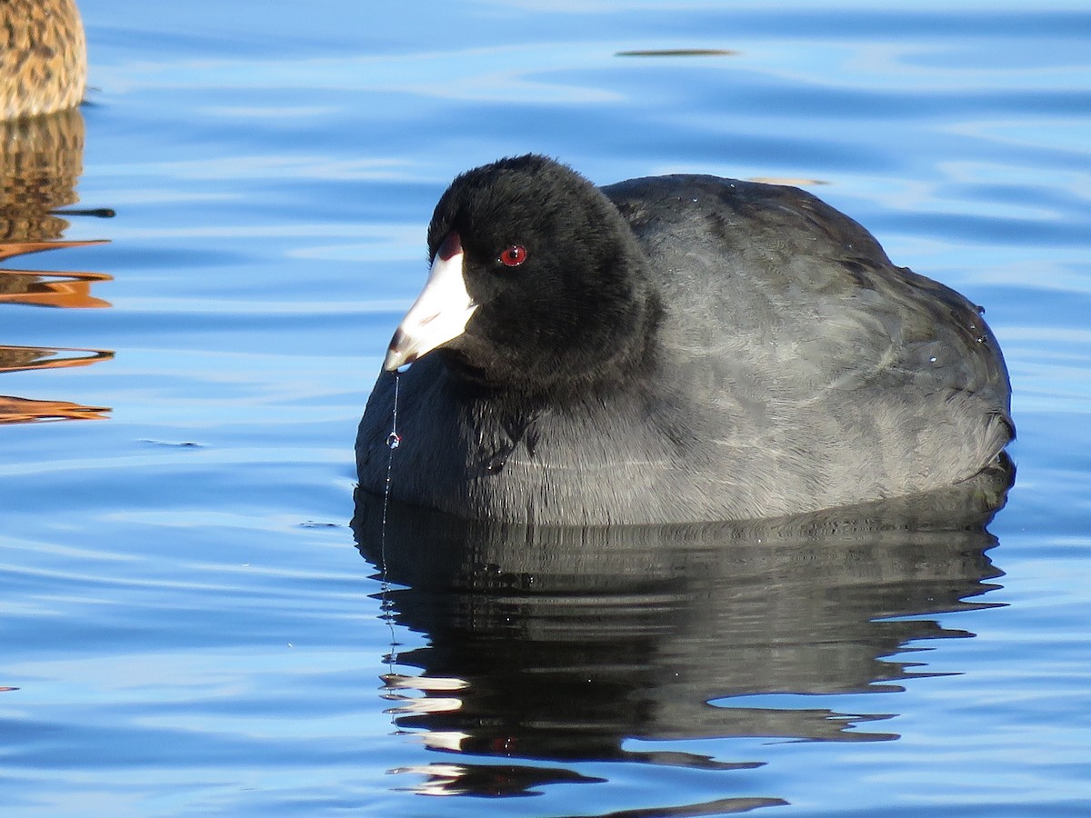 American Coot - Christopher G. Harris