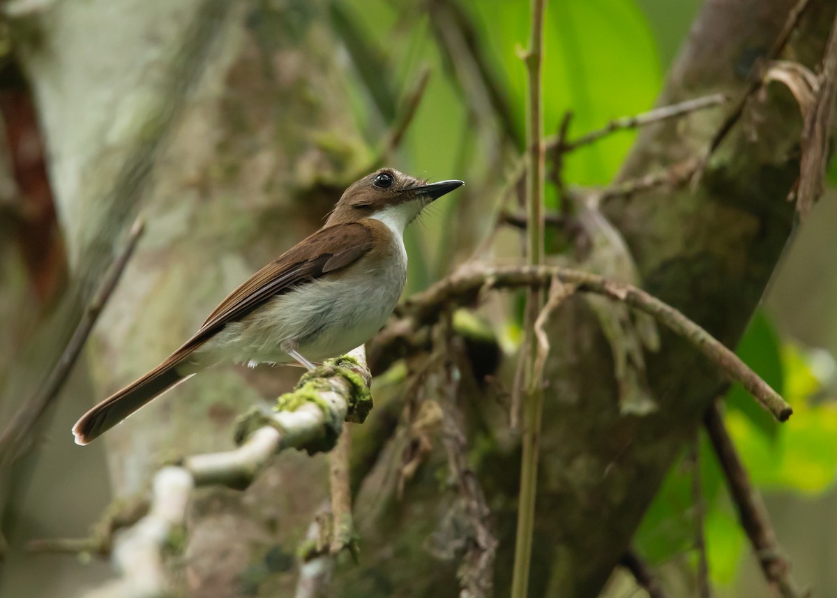 Gray-chested Jungle Flycatcher - ML453751891