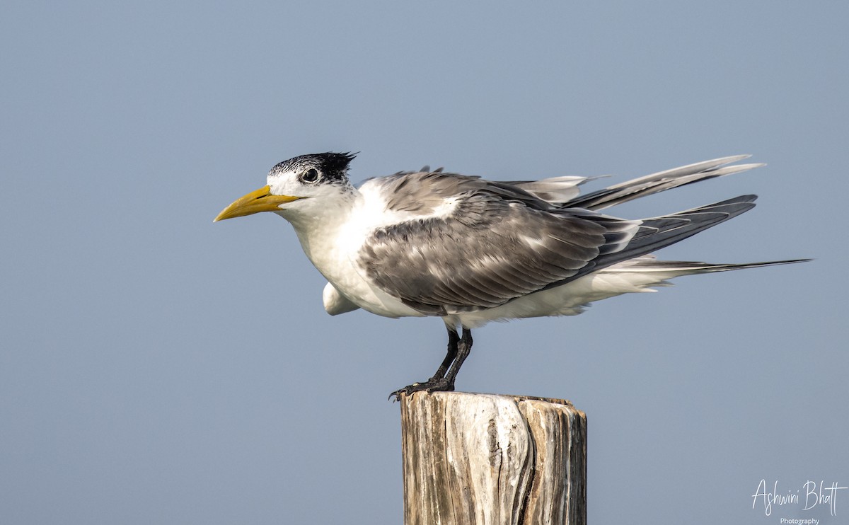 Great Crested Tern - ML453752271
