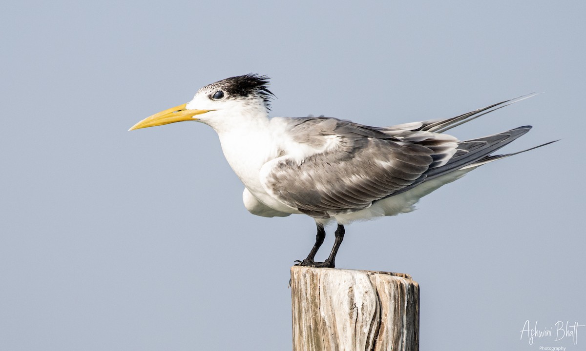 Great Crested Tern - ML453752321