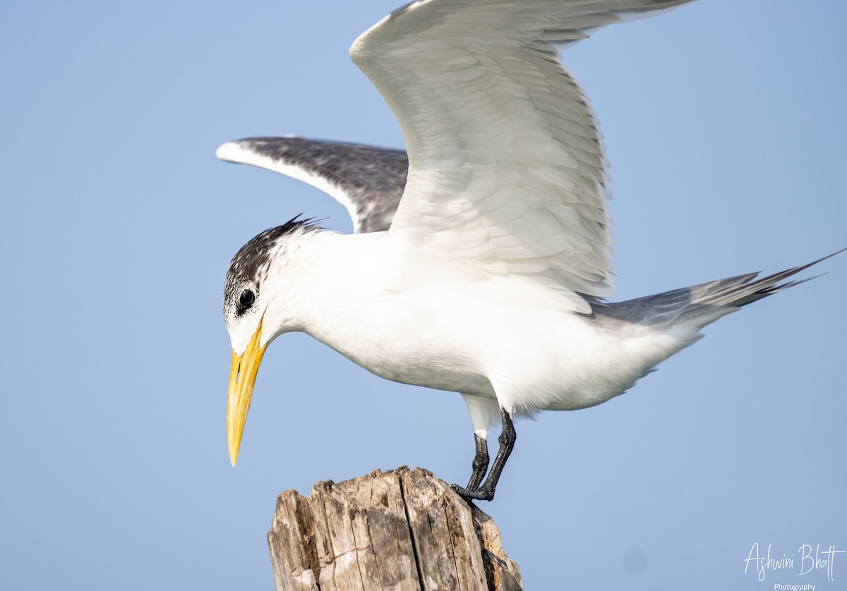 Great Crested Tern - ML453752341
