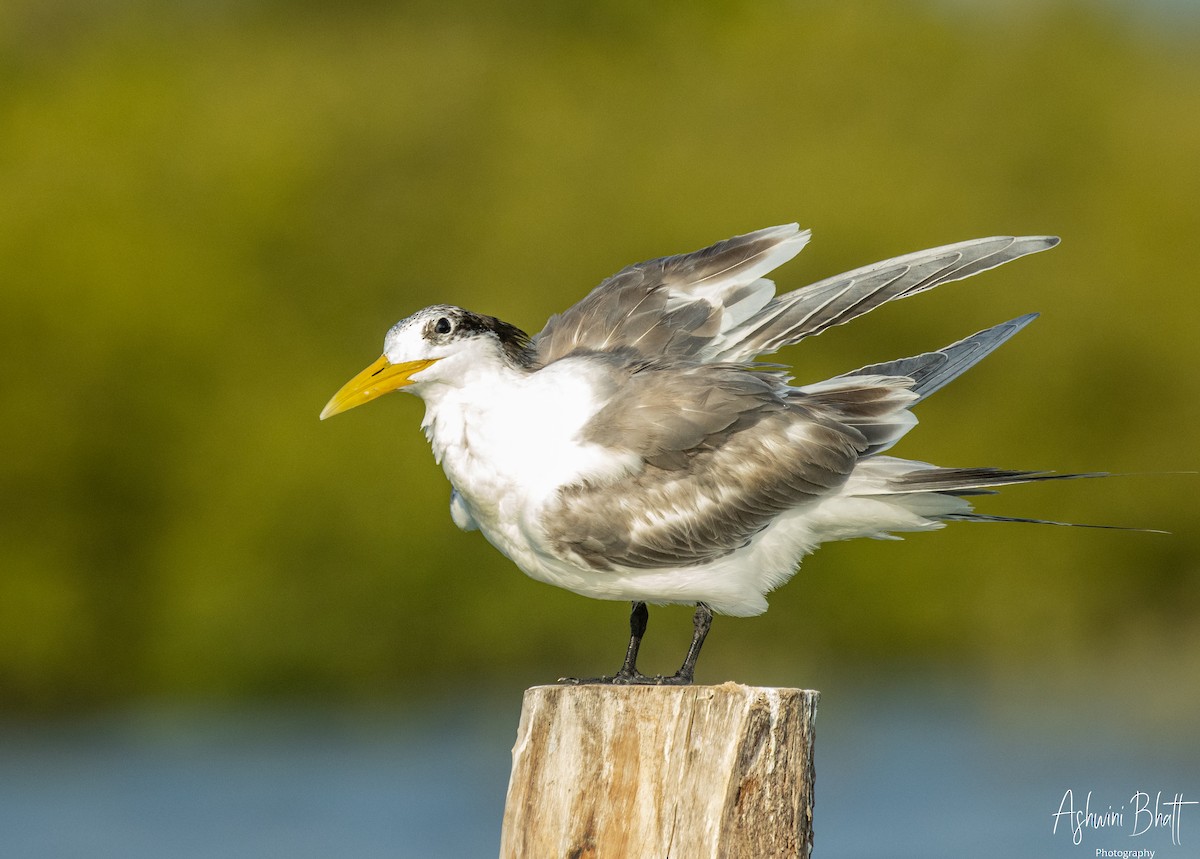 Great Crested Tern - ML453752381