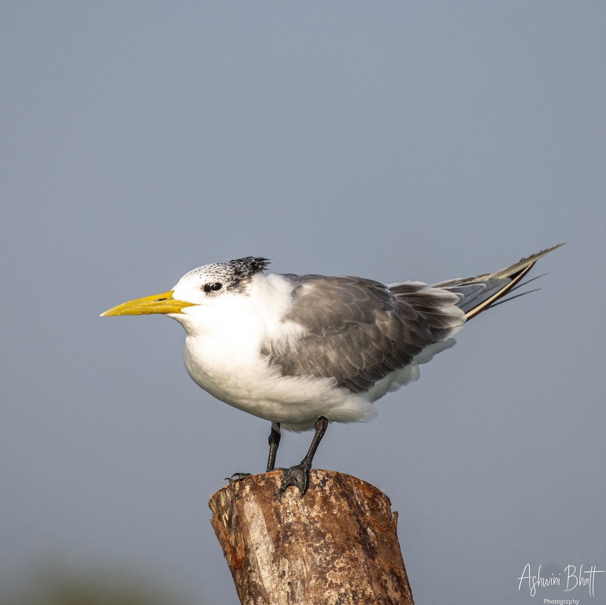 Great Crested Tern - ML453752421