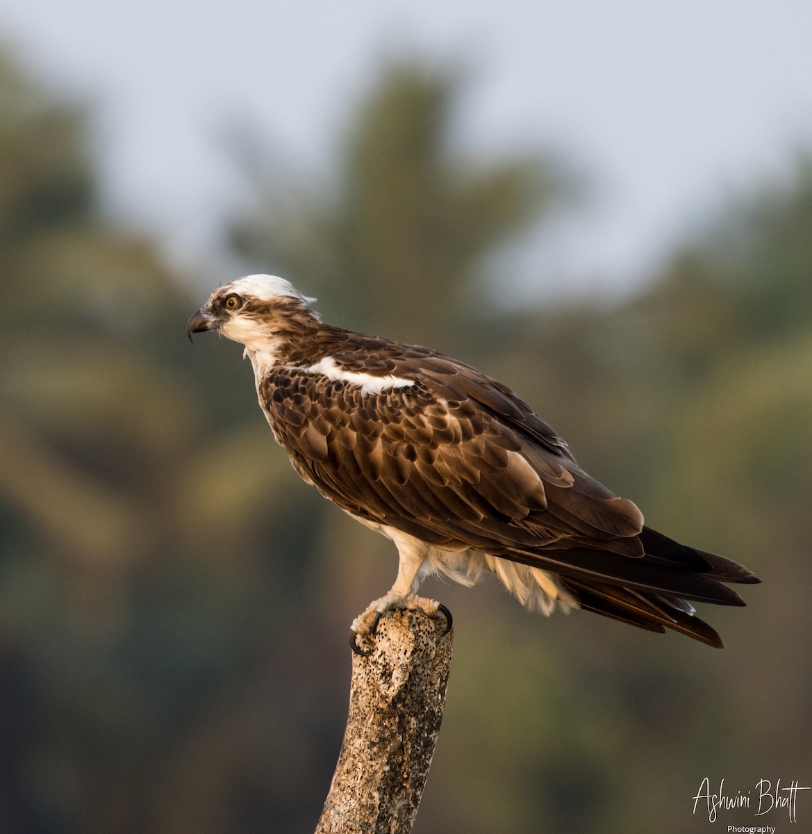 Osprey - Ashwini Bhatt