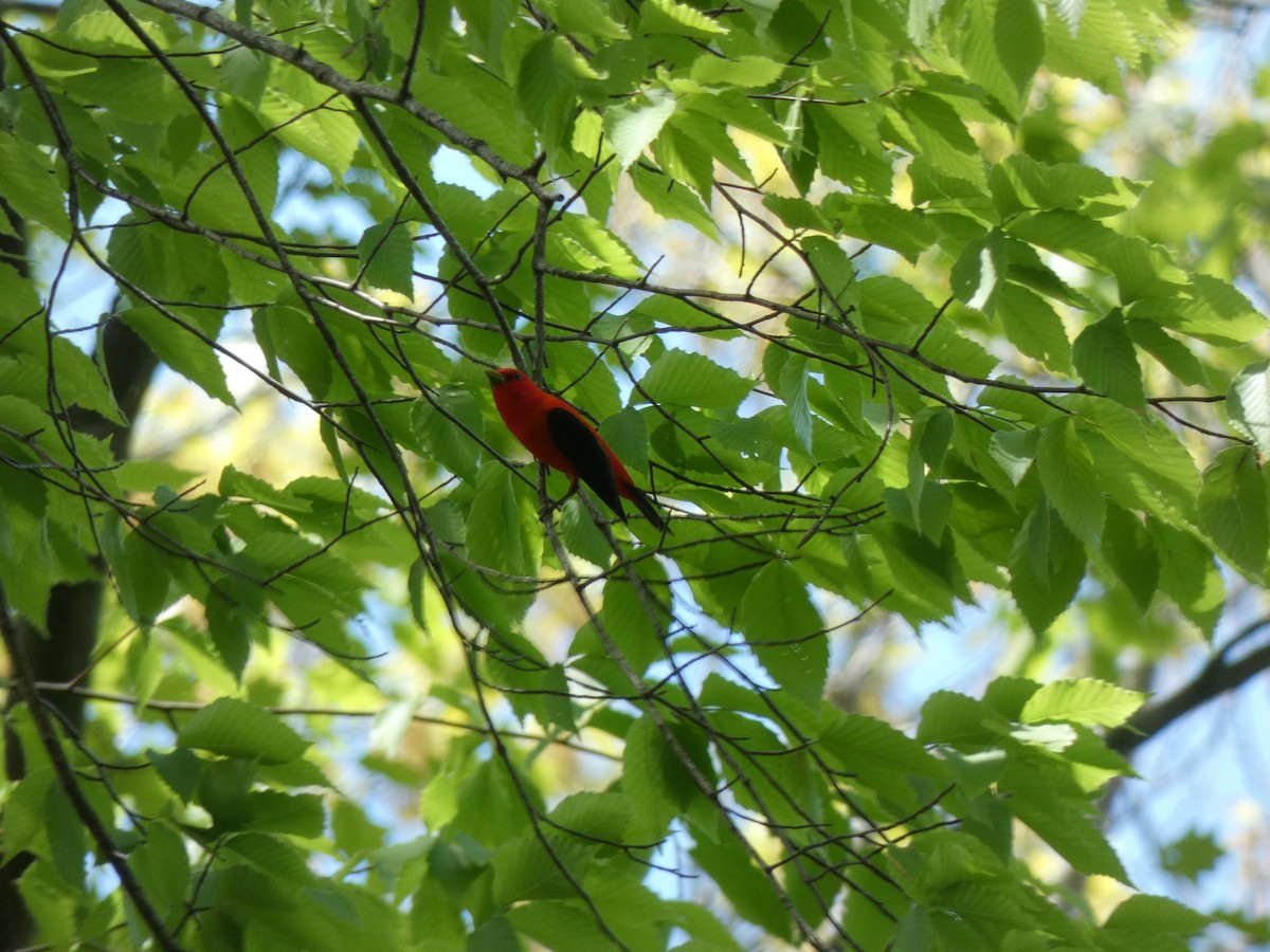 Scarlet Tanager - ML453754581