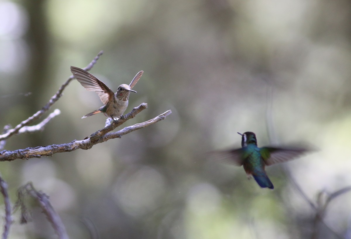 Broad-tailed Hummingbird - Nathan Pieplow