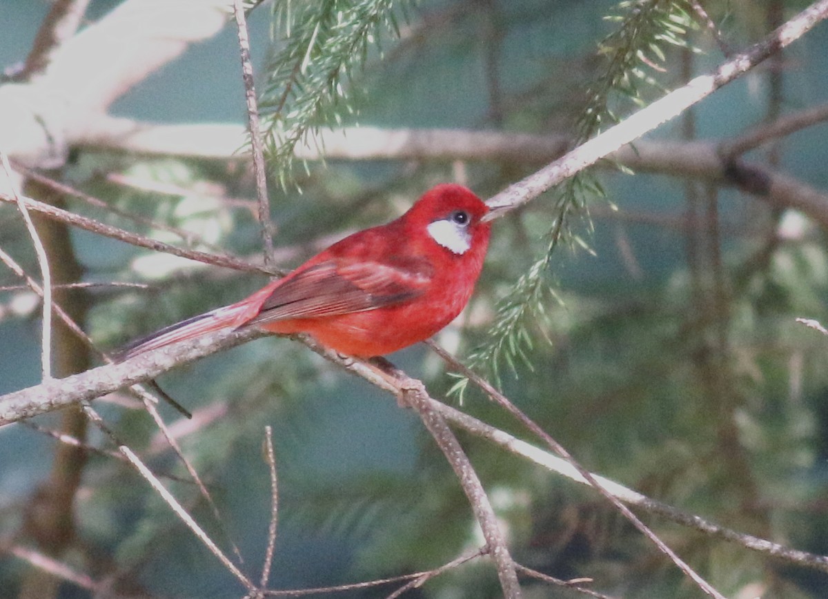 Red Warbler (White-cheeked) - ML45375941