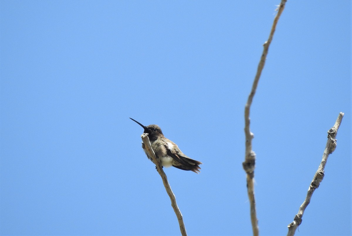 Black-chinned Hummingbird - T B