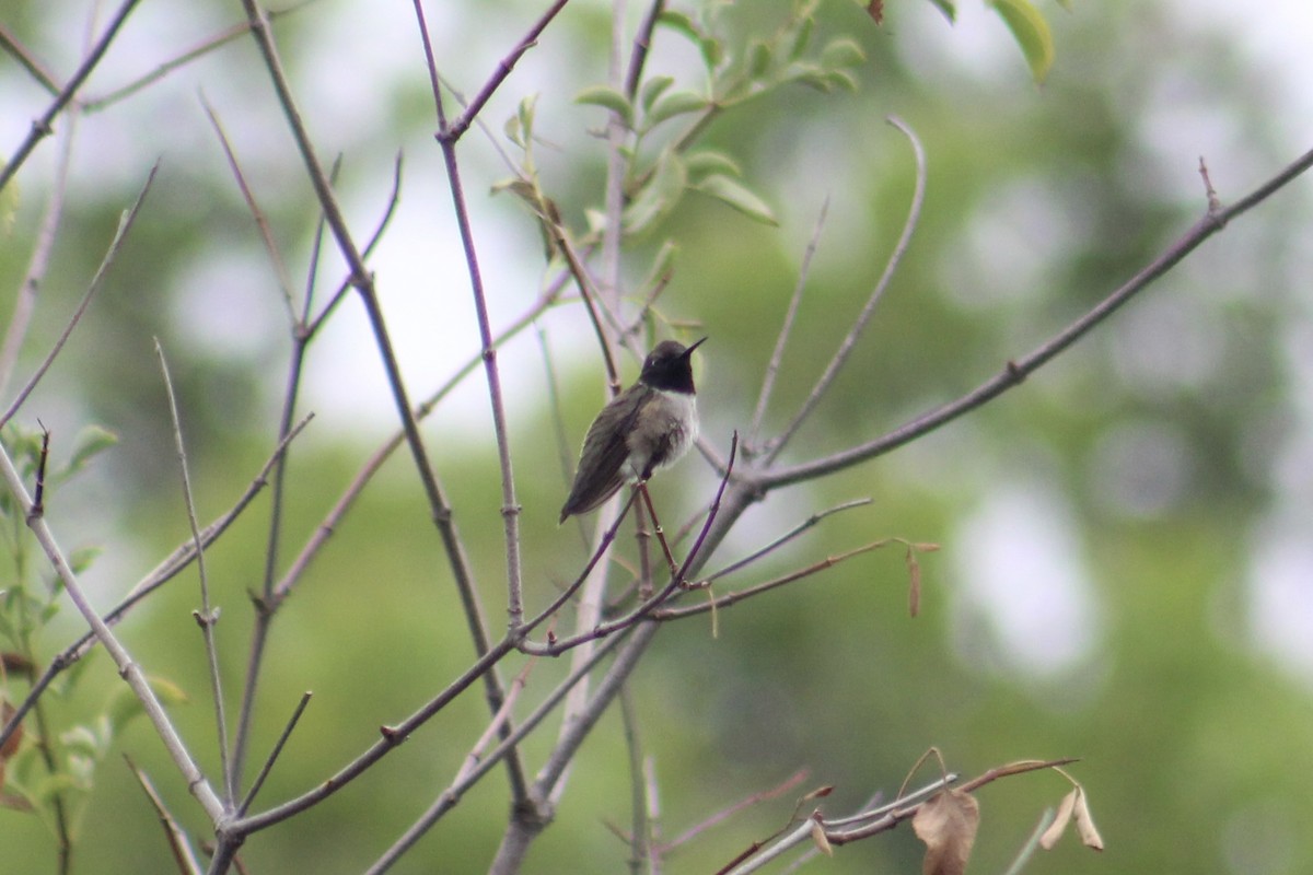 Black-chinned Hummingbird - ML453768621