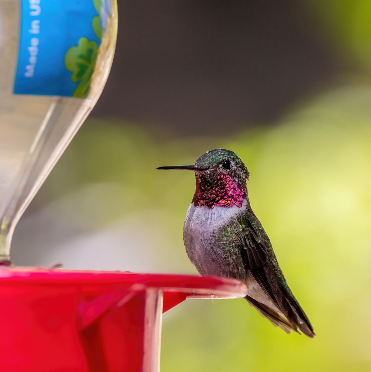 Broad-tailed Hummingbird - Roger Uzun