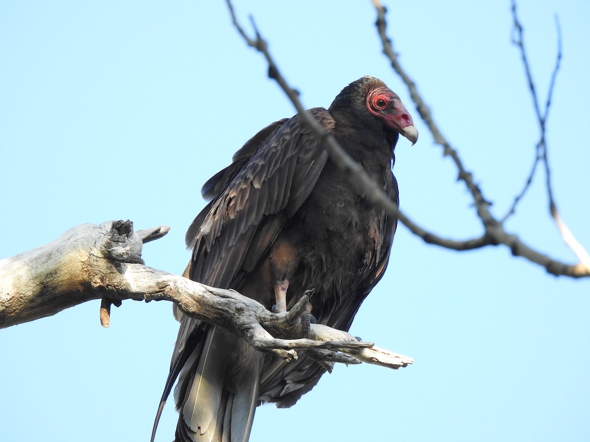 Turkey Vulture - T B