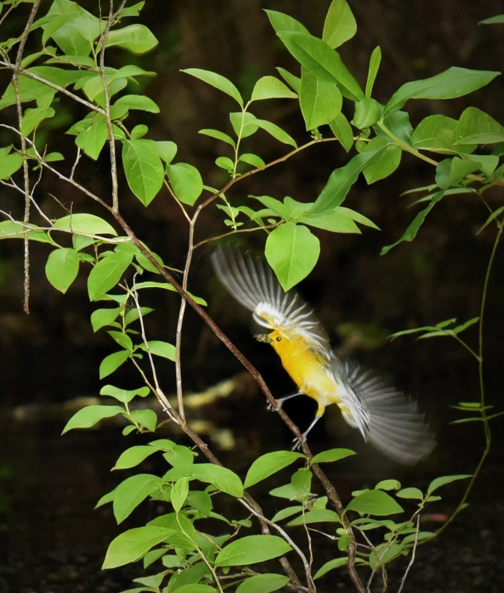 Prothonotary Warbler - ML453779041