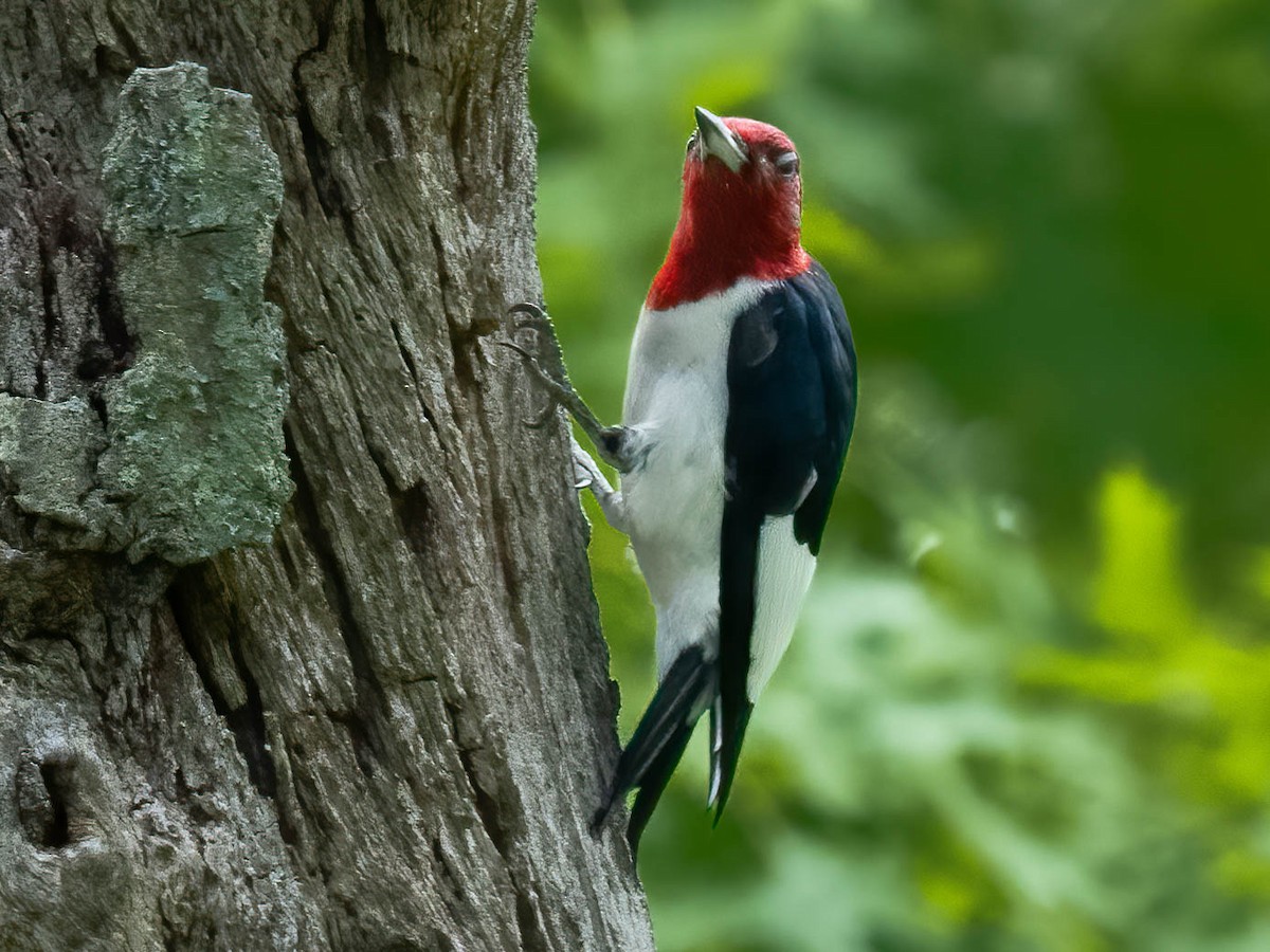 Red-headed Woodpecker - ML453784971