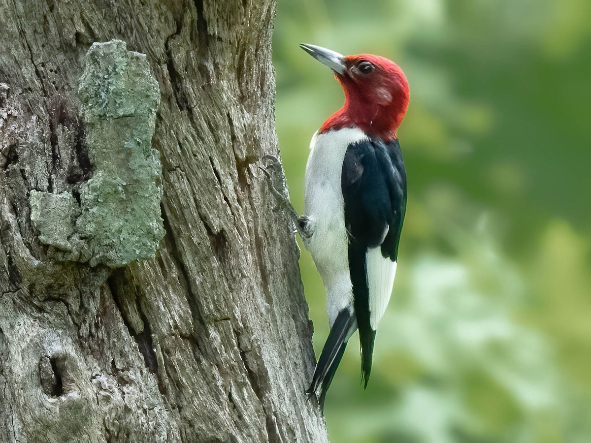 Red-headed Woodpecker - ML453785091