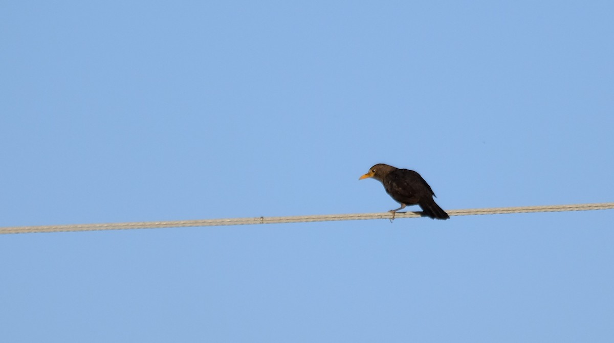 Eurasian Blackbird - Gonzalo Bel Lallave